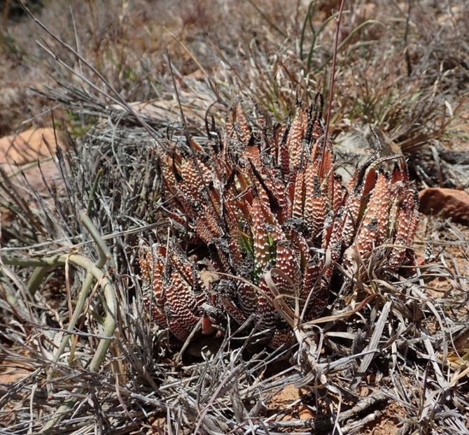  - Haworthiopsis Attenuata