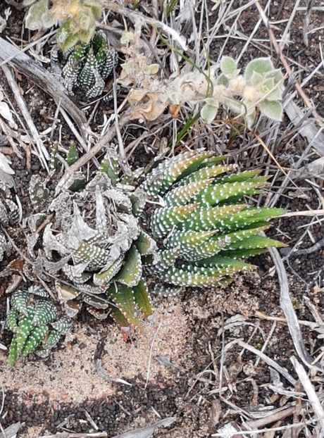  - Haworthiopsis Attenuata