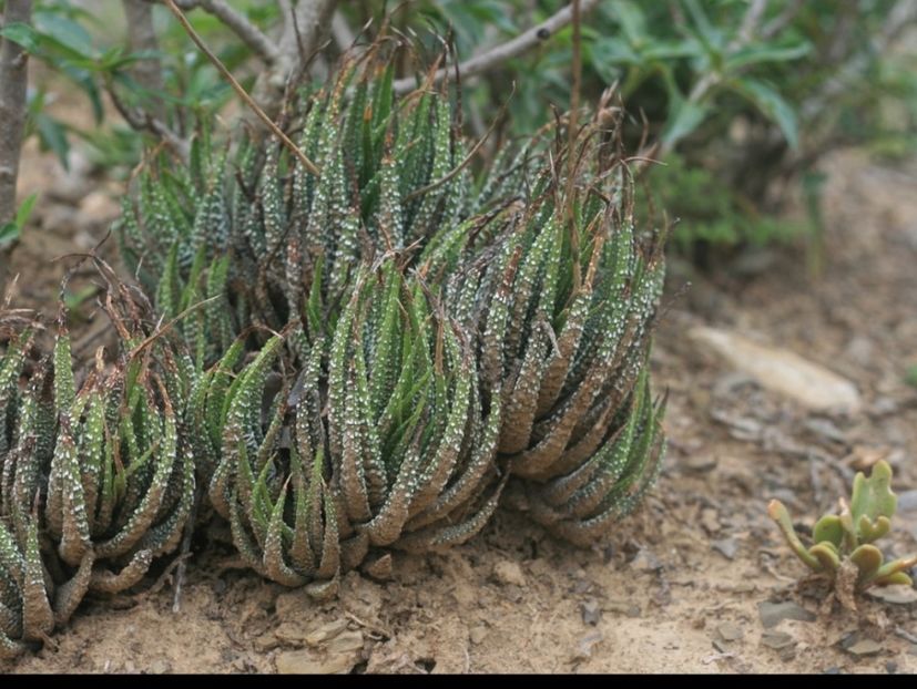  - Haworthiopsis Attenuata