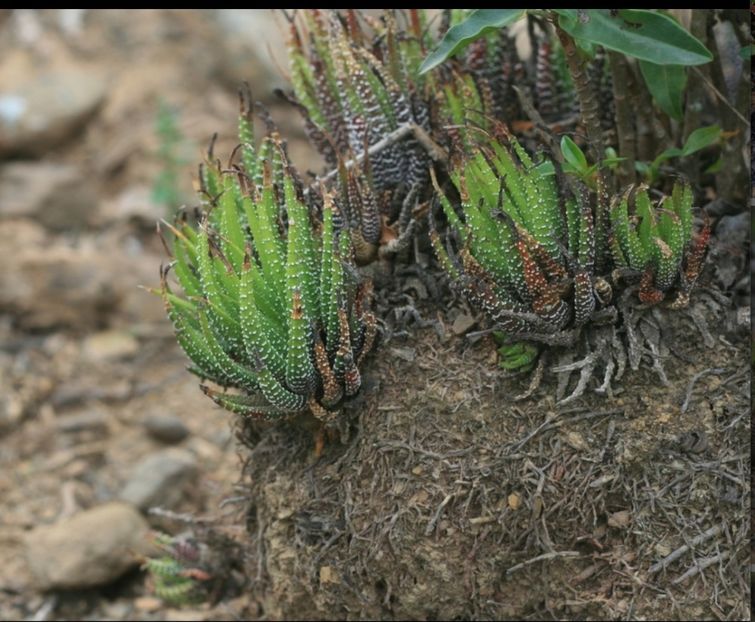  - Haworthiopsis Attenuata