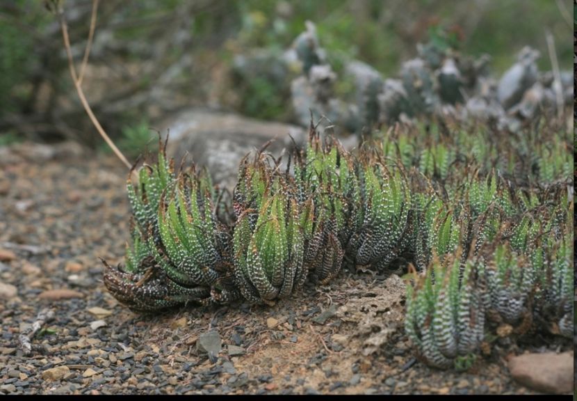  - Haworthiopsis Attenuata