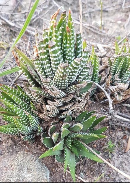  - Haworthiopsis Attenuata