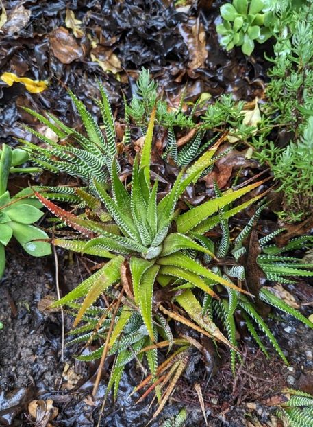  - Haworthiopsis Attenuata