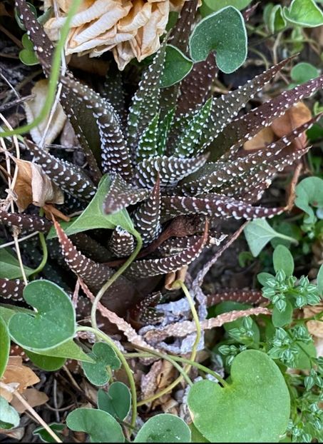  - Haworthiopsis Attenuata