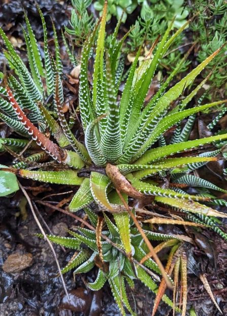  - Haworthiopsis Attenuata