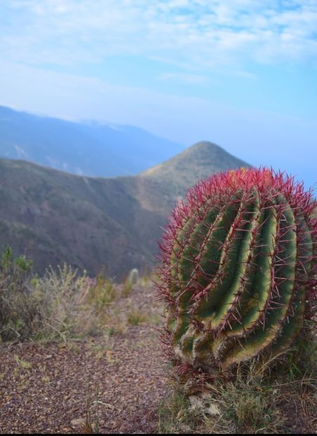  - Ferocactus Pilosus
