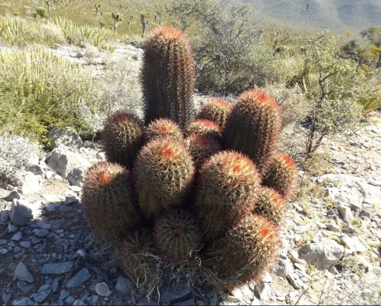  - Ferocactus Pilosus