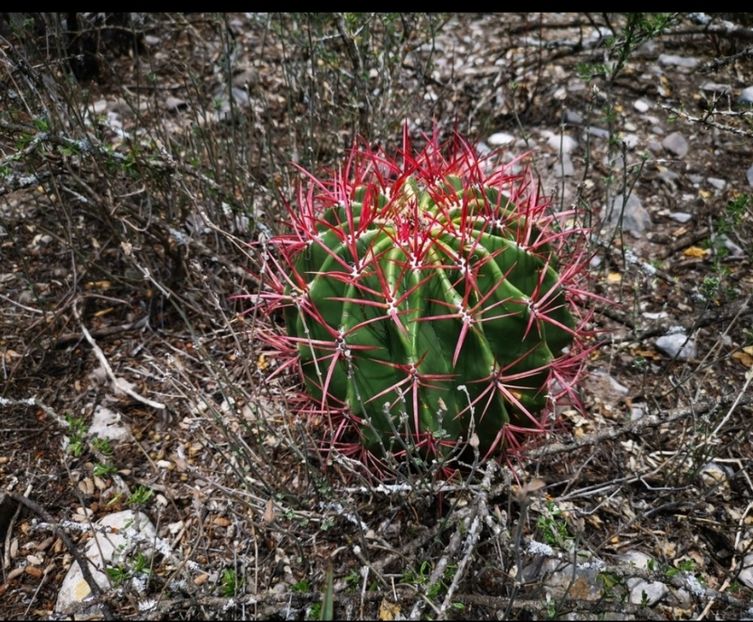  - Ferocactus Pilosus