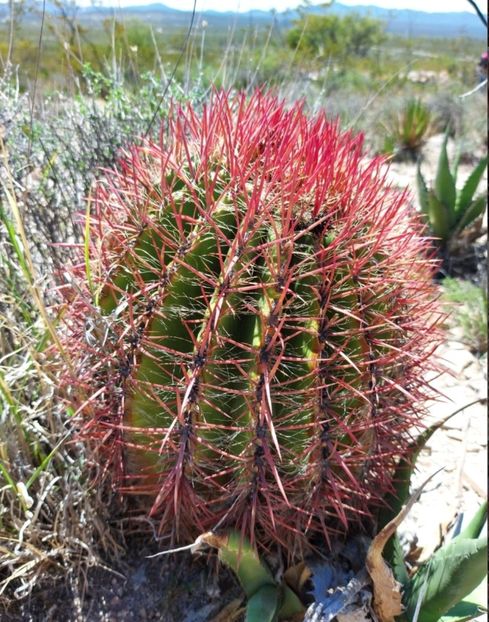  - Ferocactus Pilosus