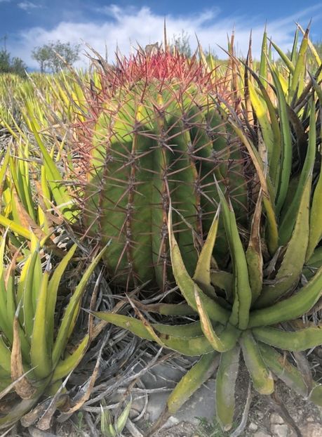  - Ferocactus Pilosus