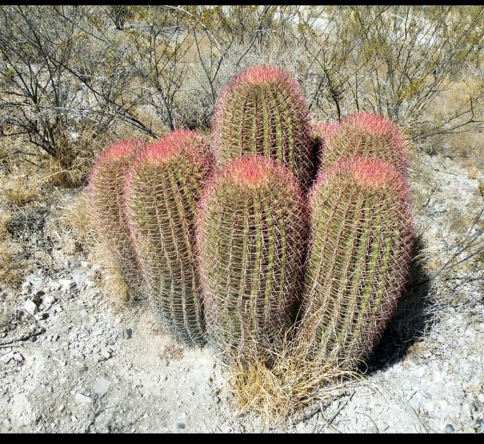  - Ferocactus Pilosus