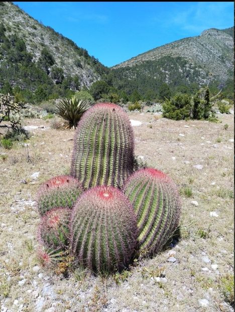  - Ferocactus Pilosus