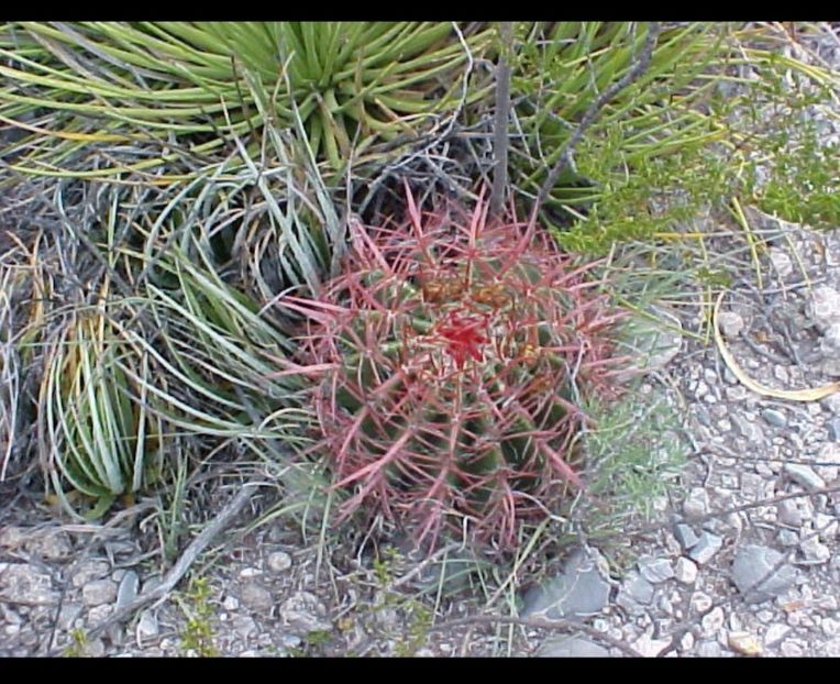  - Ferocactus Pilosus