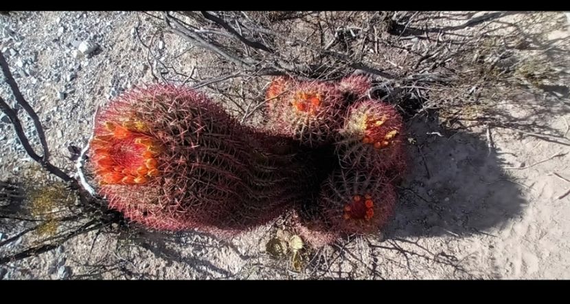  - Ferocactus Pilosus