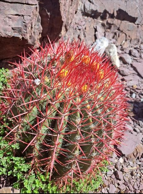  - Ferocactus Pilosus