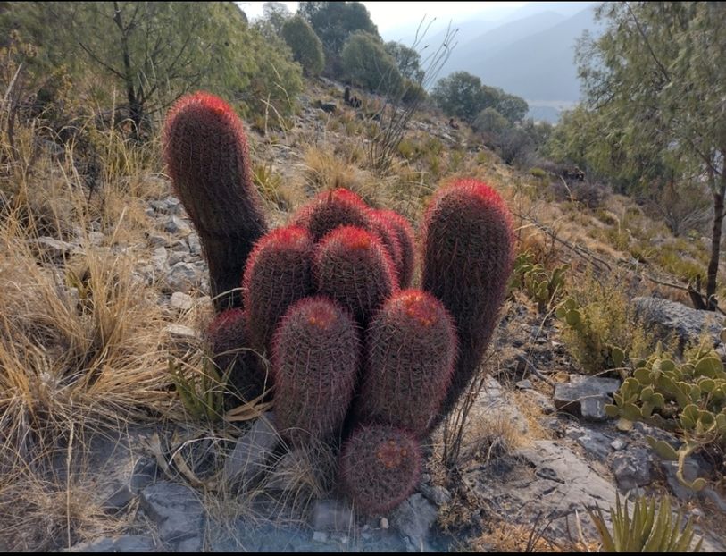  - Ferocactus Pilosus