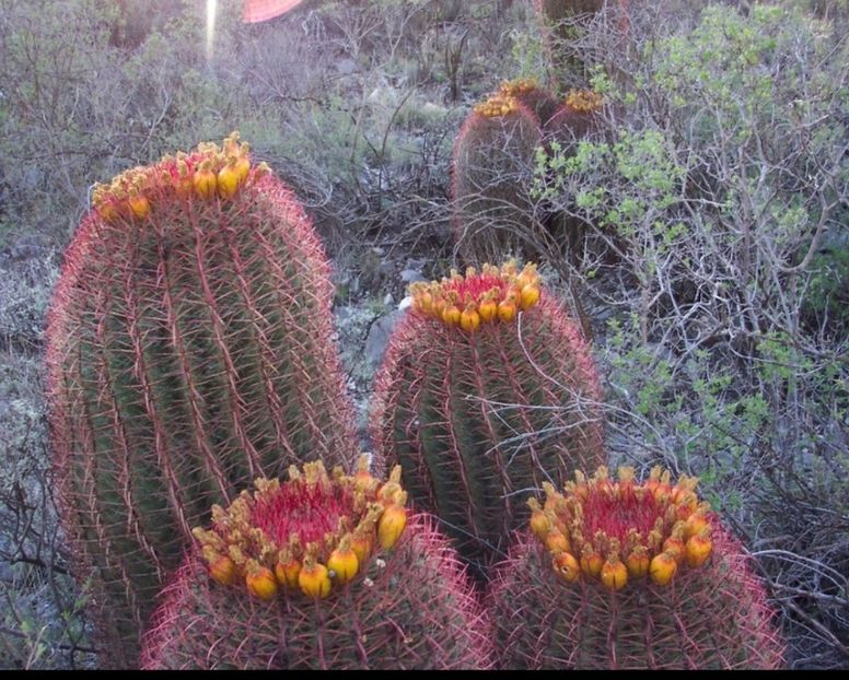  - Ferocactus Pilosus