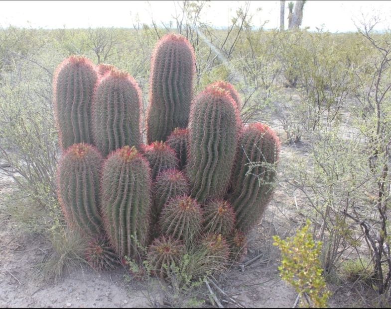  - Ferocactus Pilosus