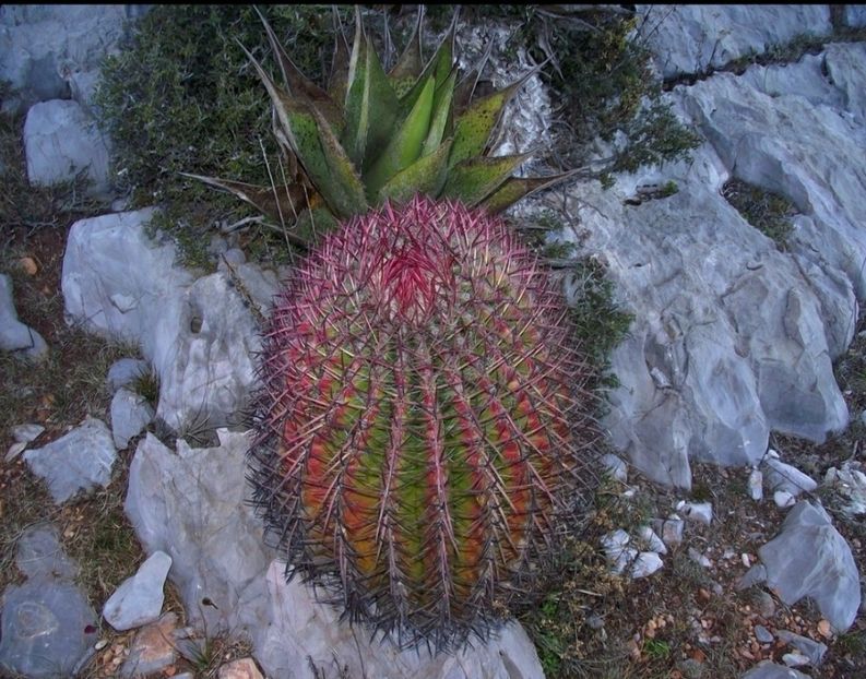  - Ferocactus Pilosus