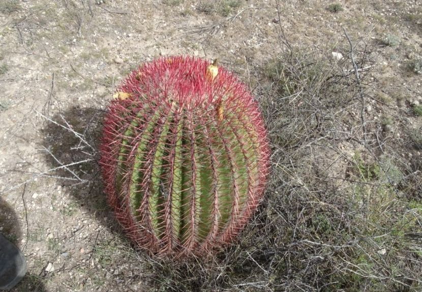  - Ferocactus Pilosus