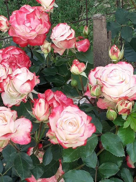  - Jubile du Prince de Monaco