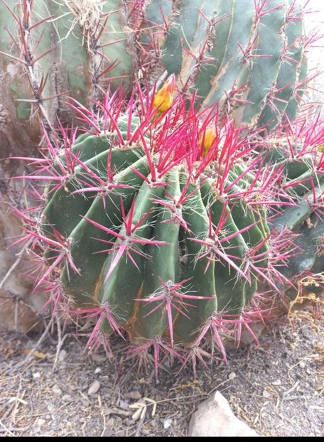  - Ferocactus Pilosus