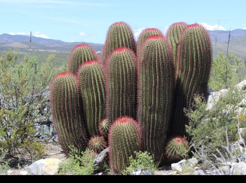  - Ferocactus Pilosus