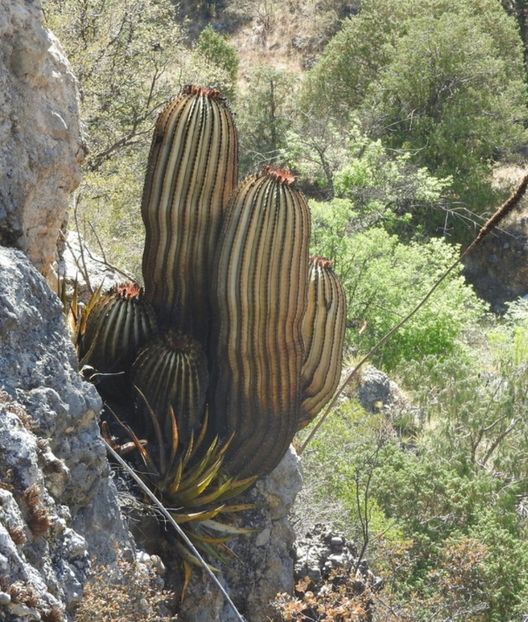  - Ferocactus Pilosus
