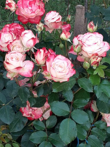  - Jubile du Prince de Monaco