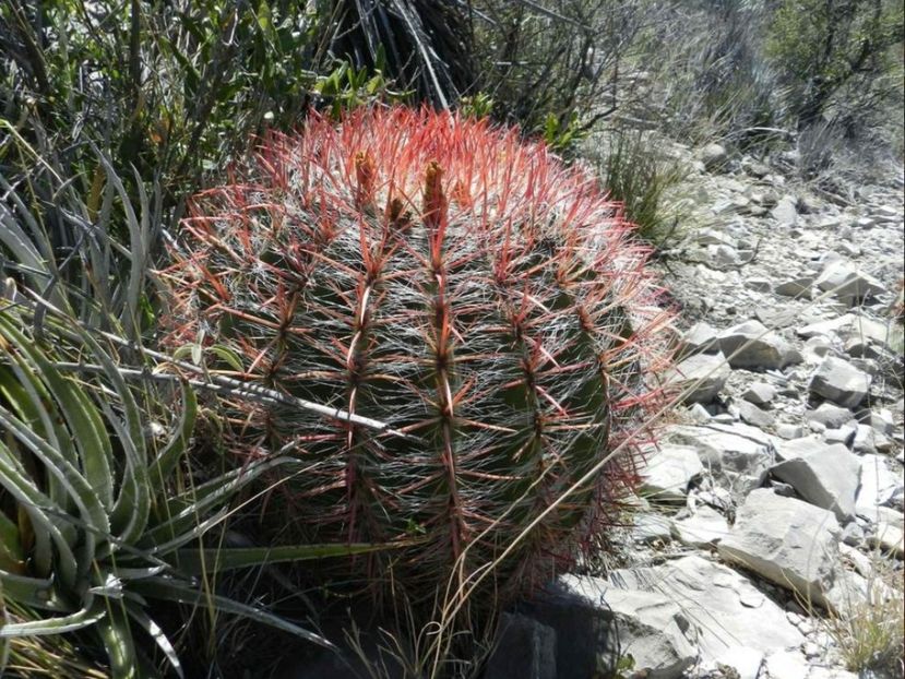  - Ferocactus Pilosus