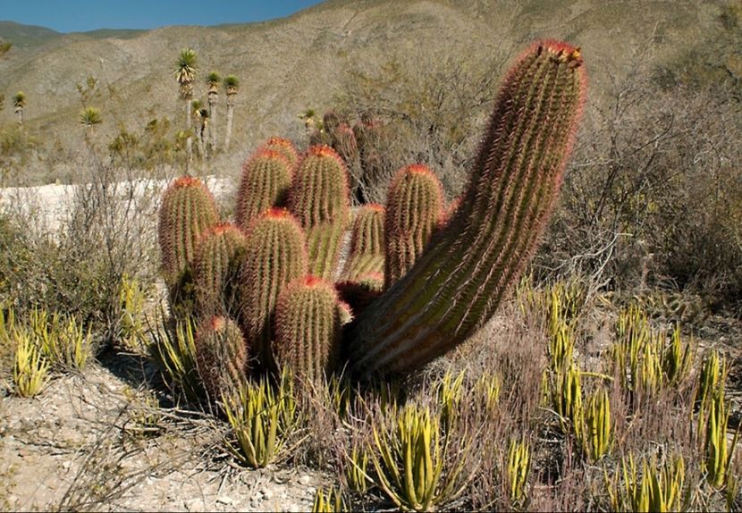  - Ferocactus Pilosus