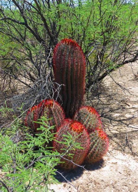  - Ferocactus Pilosus