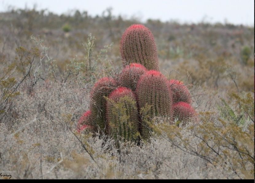  - Ferocactus Pilosus