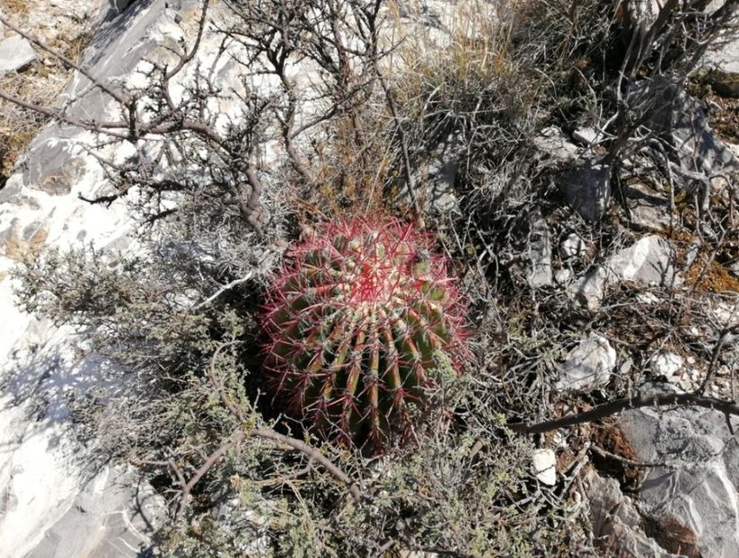  - Ferocactus Pilosus