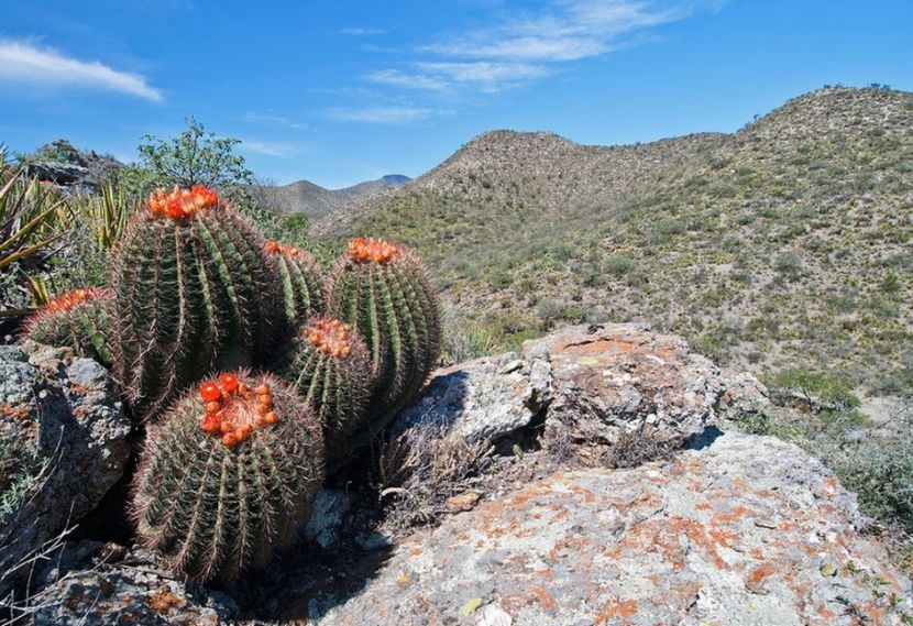  - Ferocactus Pilosus