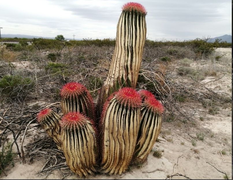  - Ferocactus Pilosus