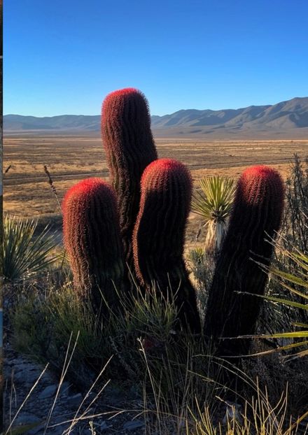 - Ferocactus Pilosus