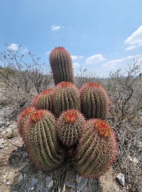 - Ferocactus Pilosus