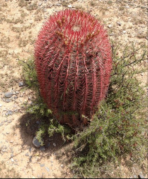  - Ferocactus Pilosus