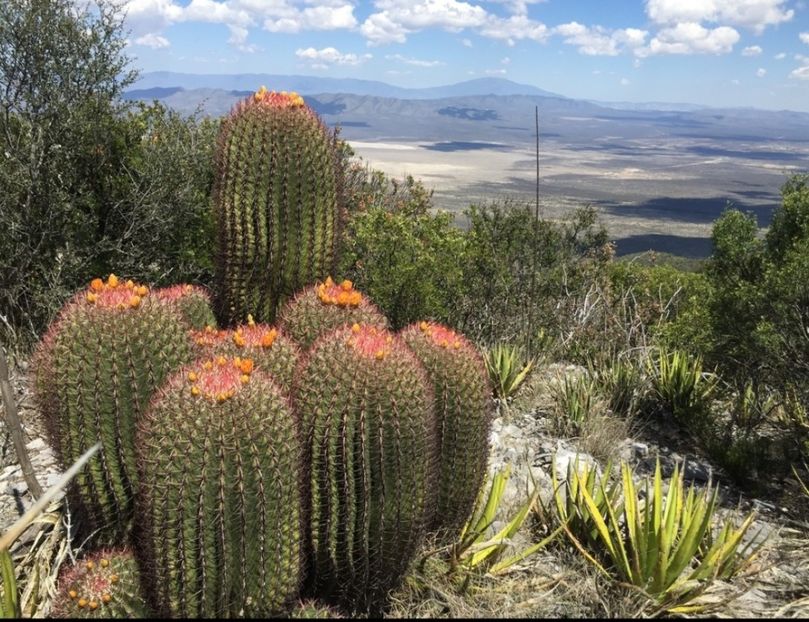  - Ferocactus Pilosus