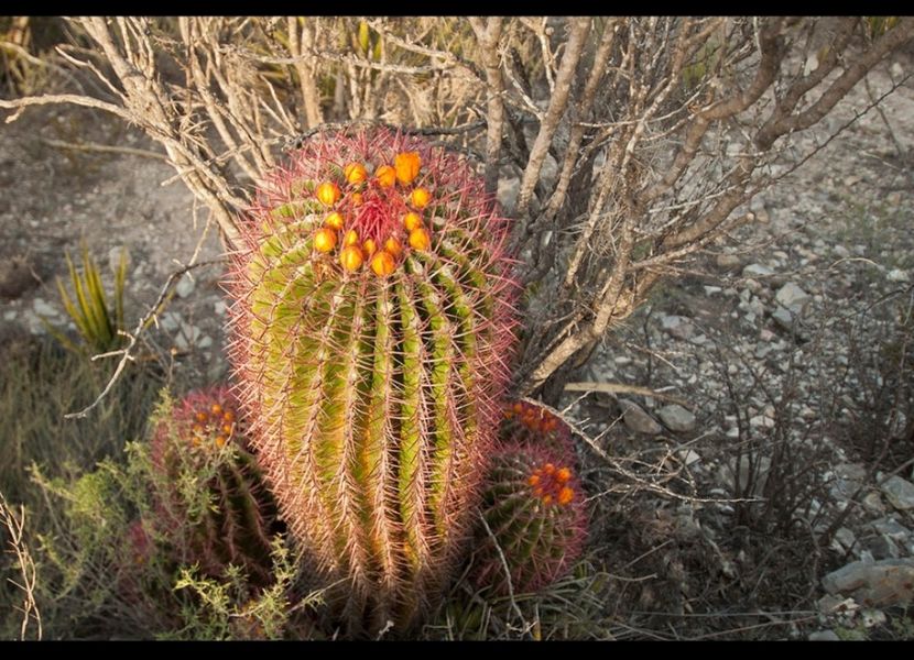  - Ferocactus Pilosus