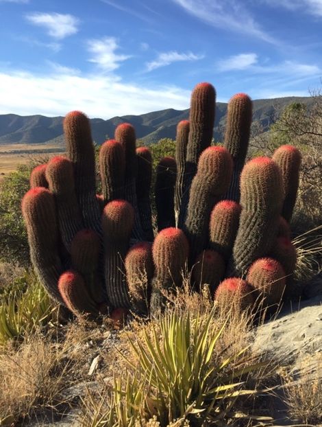  - Ferocactus Pilosus