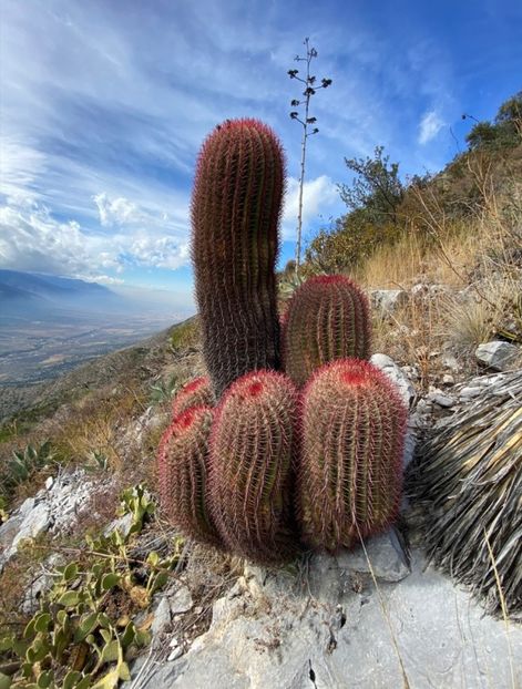  - Ferocactus Pilosus