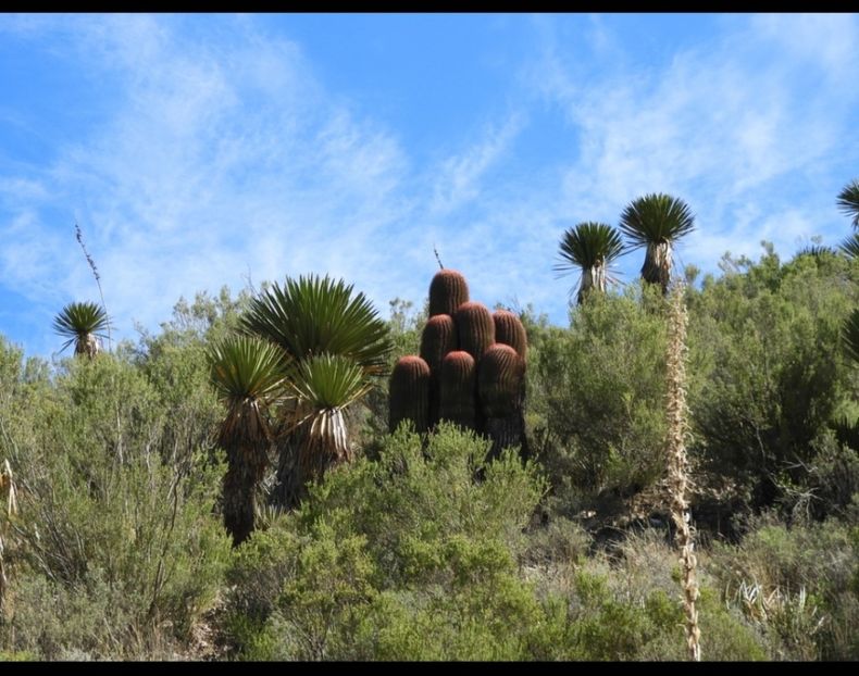  - Ferocactus Pilosus