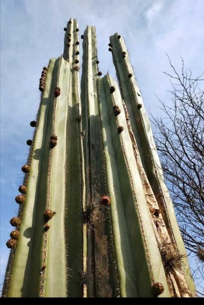  - Lophocereus Marginatus