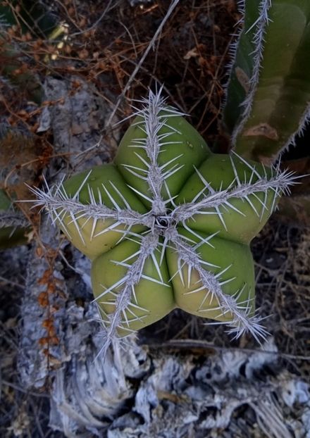 - Lophocereus Marginatus