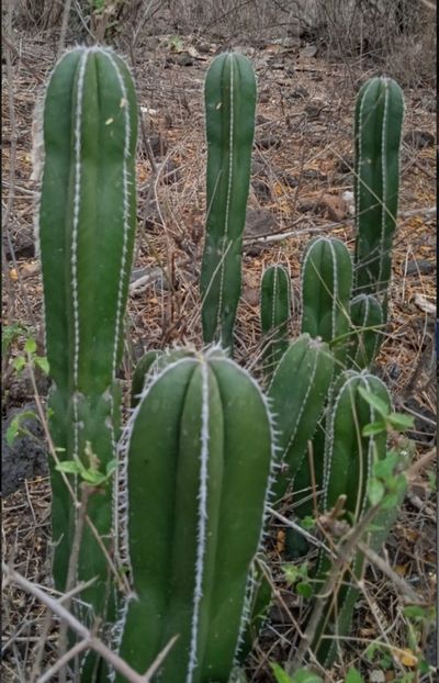  - Lophocereus Marginatus