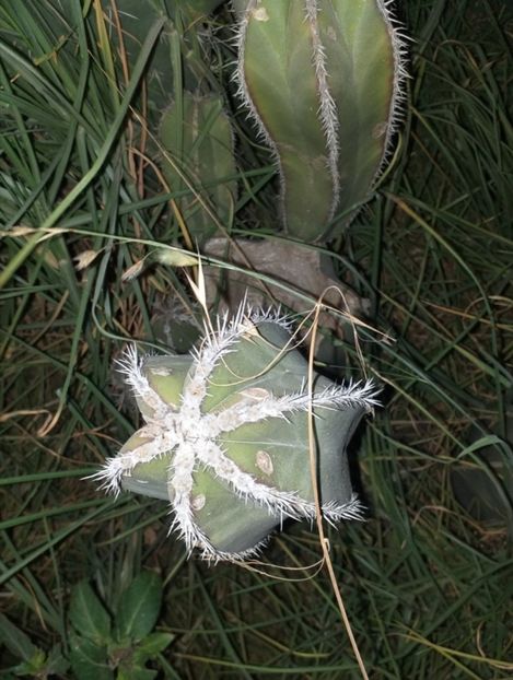  - Lophocereus Marginatus