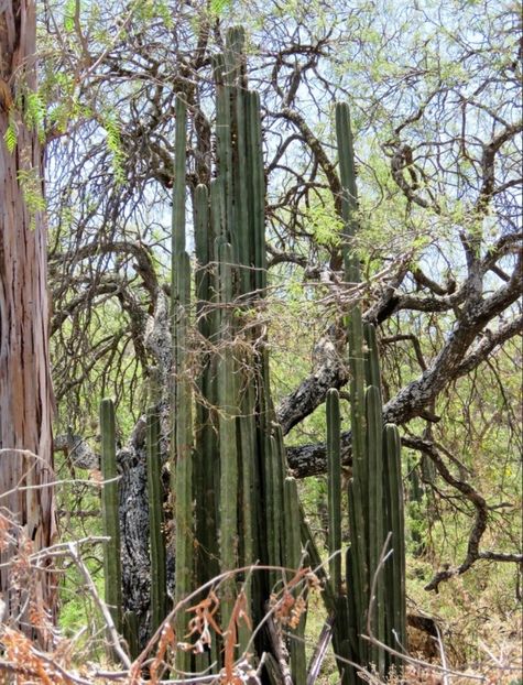  - Lophocereus Marginatus