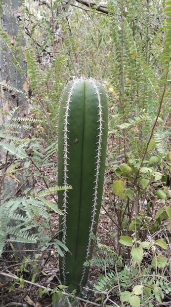  - Lophocereus Marginatus